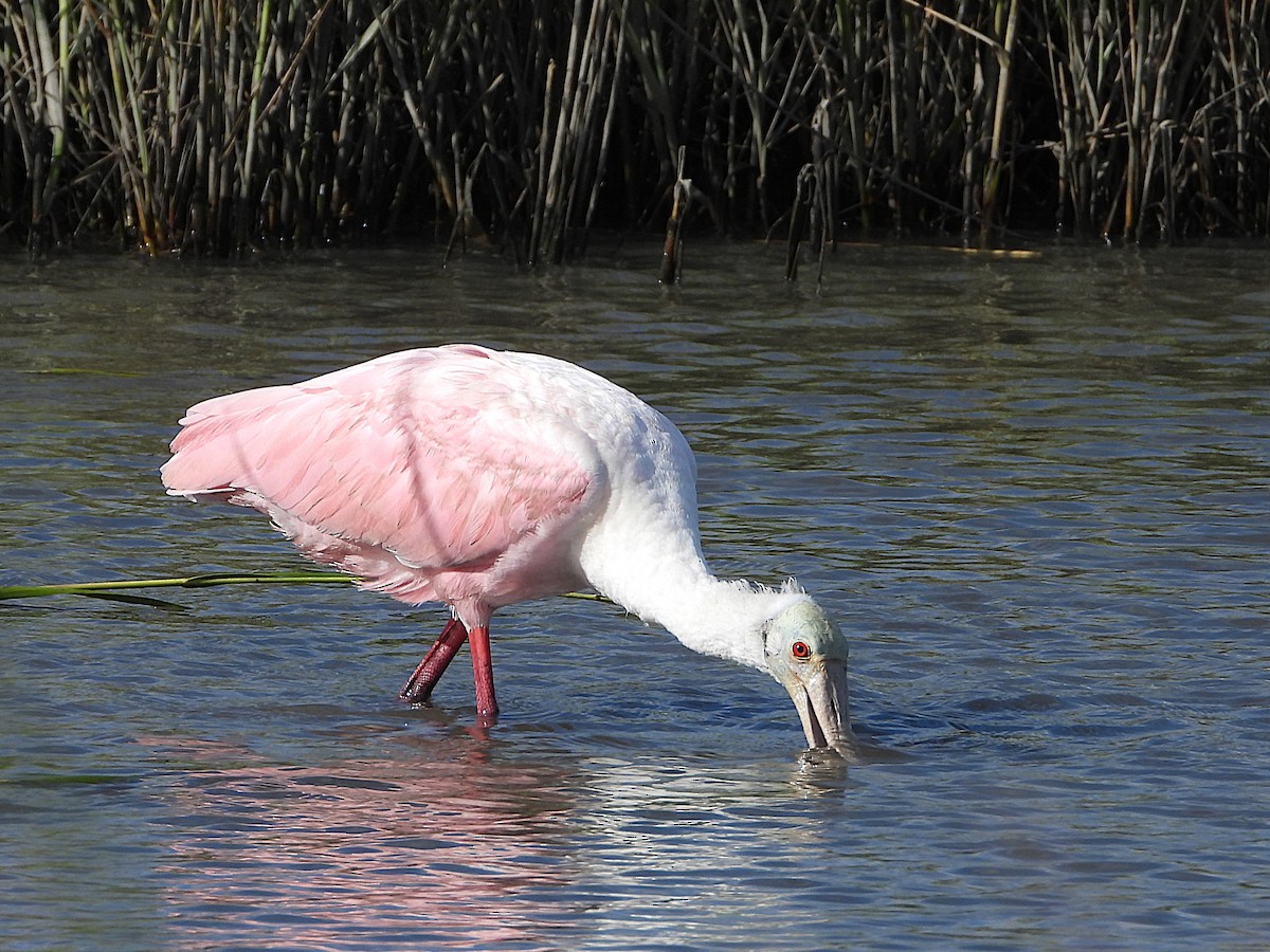 Roseate Spoonbill - ML624880738