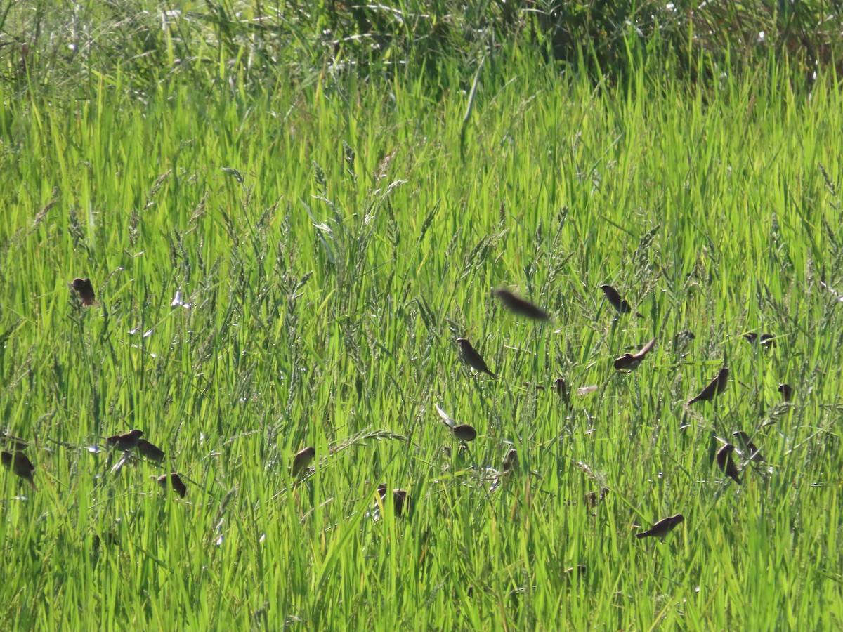 Scaly-breasted Munia - 韋勳 陳