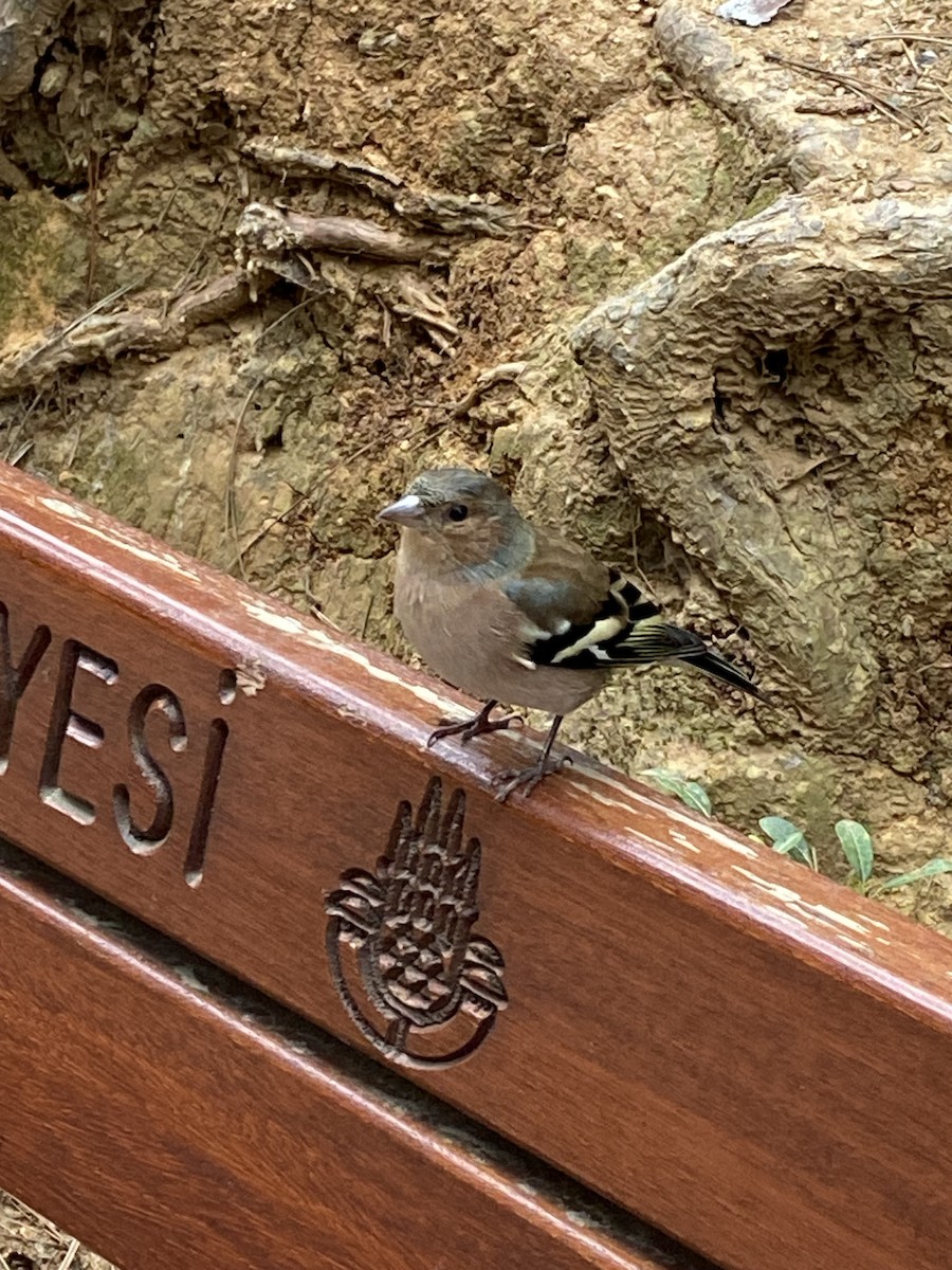 Common Chaffinch - ML624880790