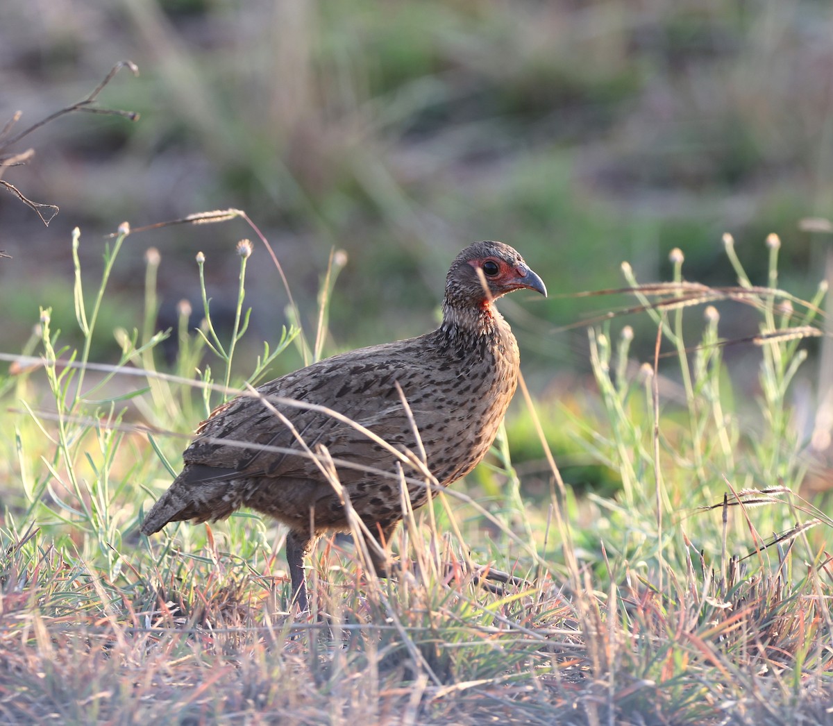 Swainson's Spurfowl - ML624880807