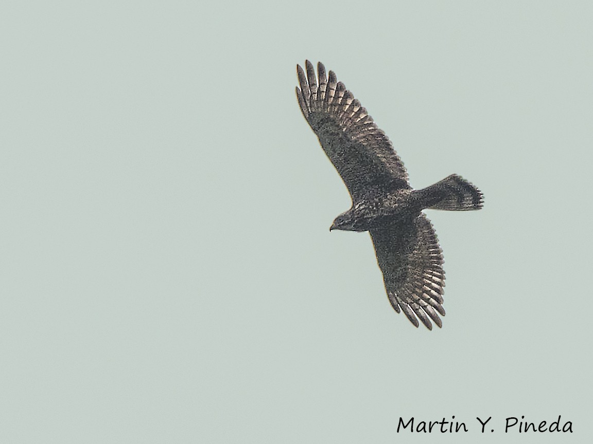 Gray-faced Buzzard - Martin Pineda