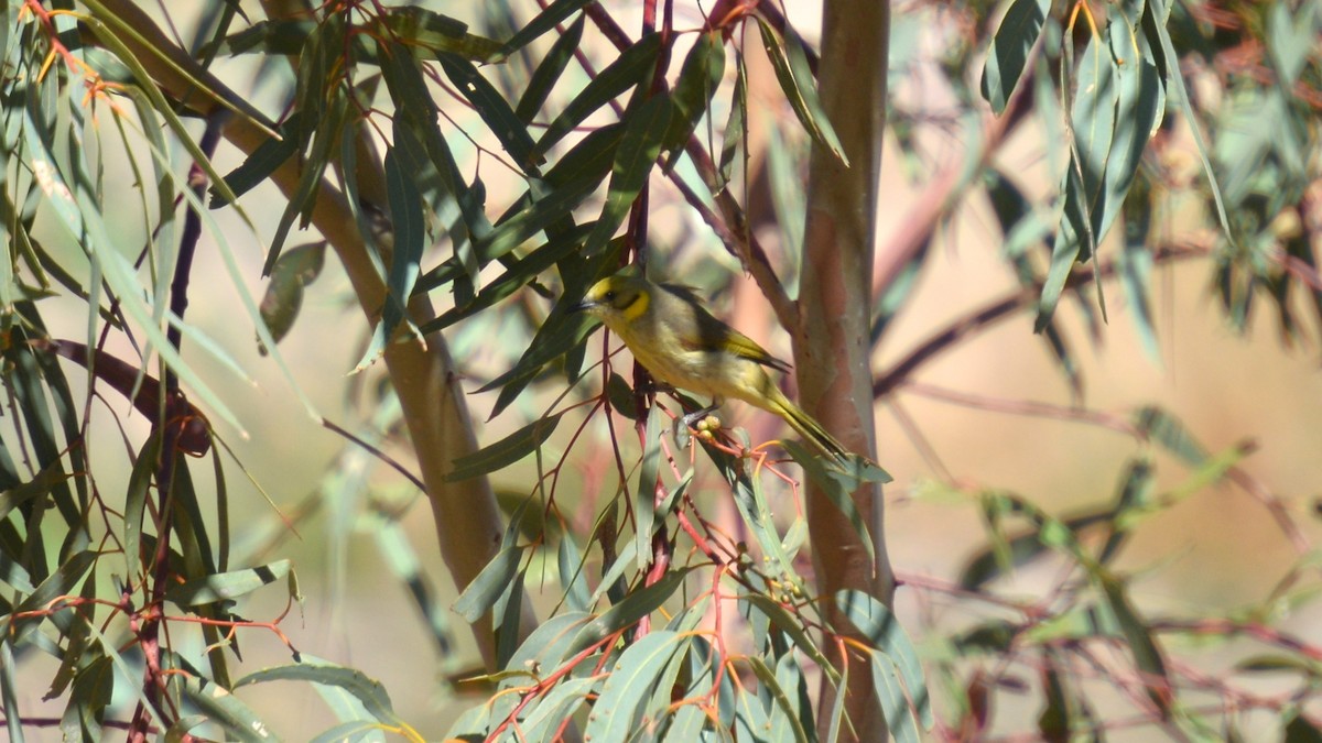 Gray-fronted Honeyeater - ML624880926