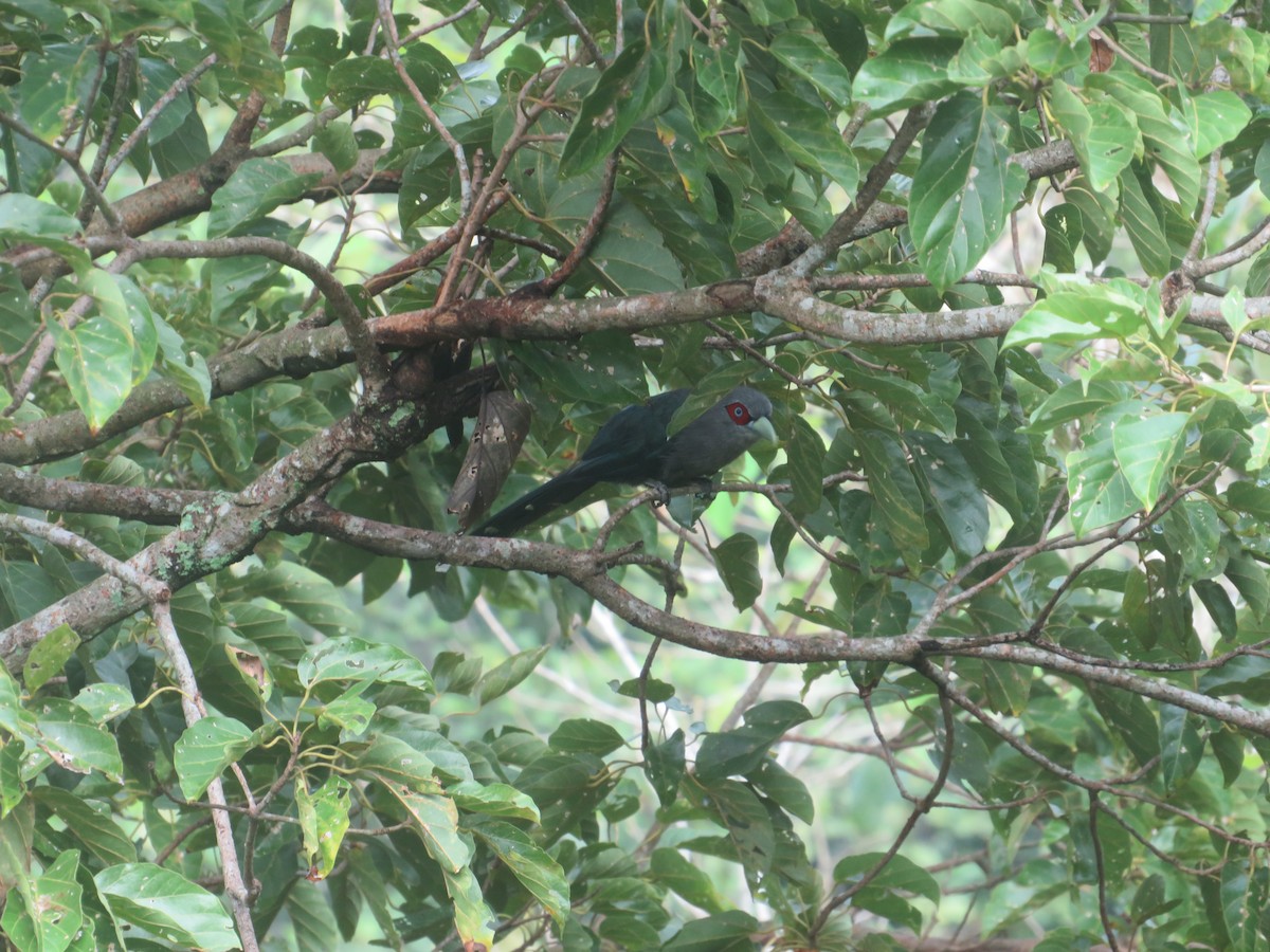 Black-bellied Malkoha - ML624880940