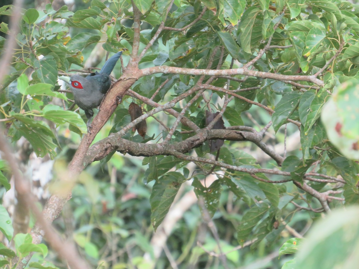 Black-bellied Malkoha - ML624880944