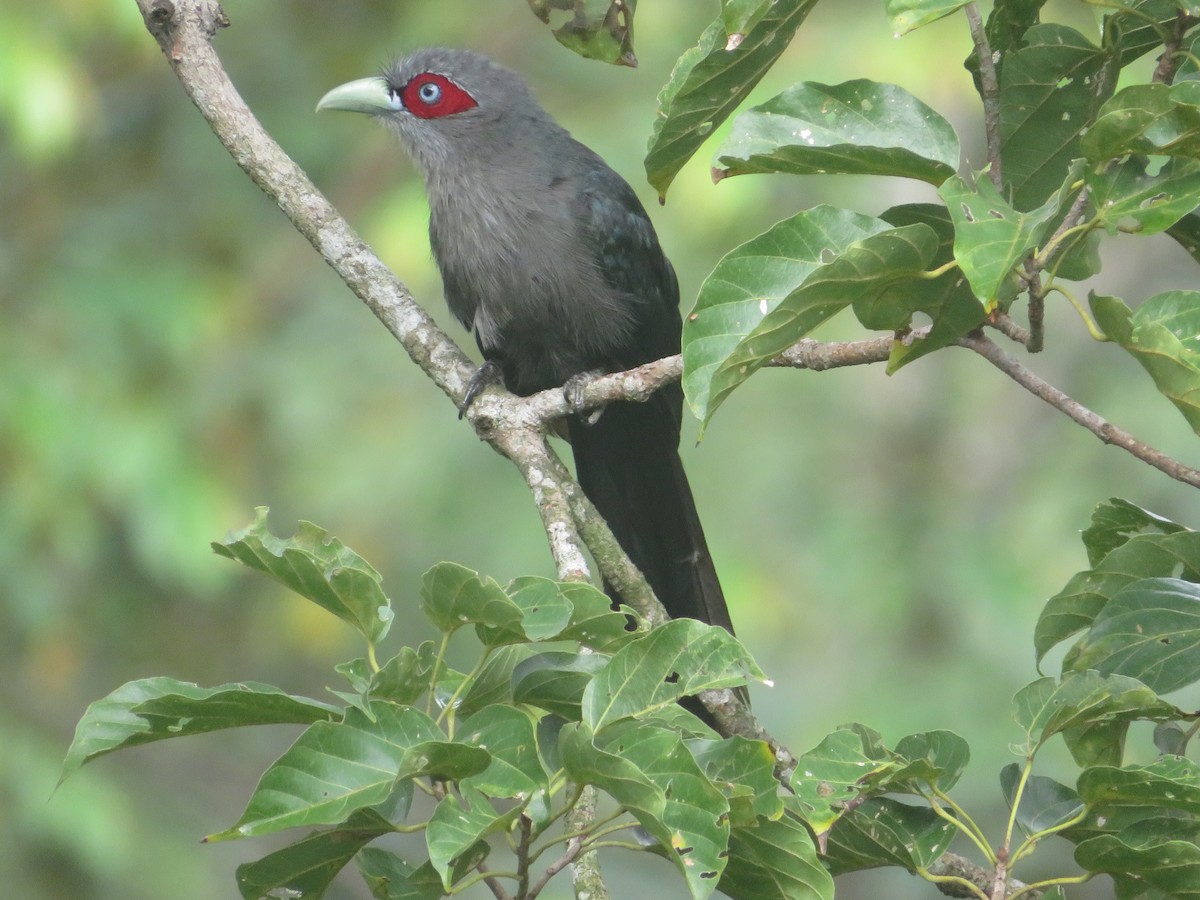 Black-bellied Malkoha - ML624880948