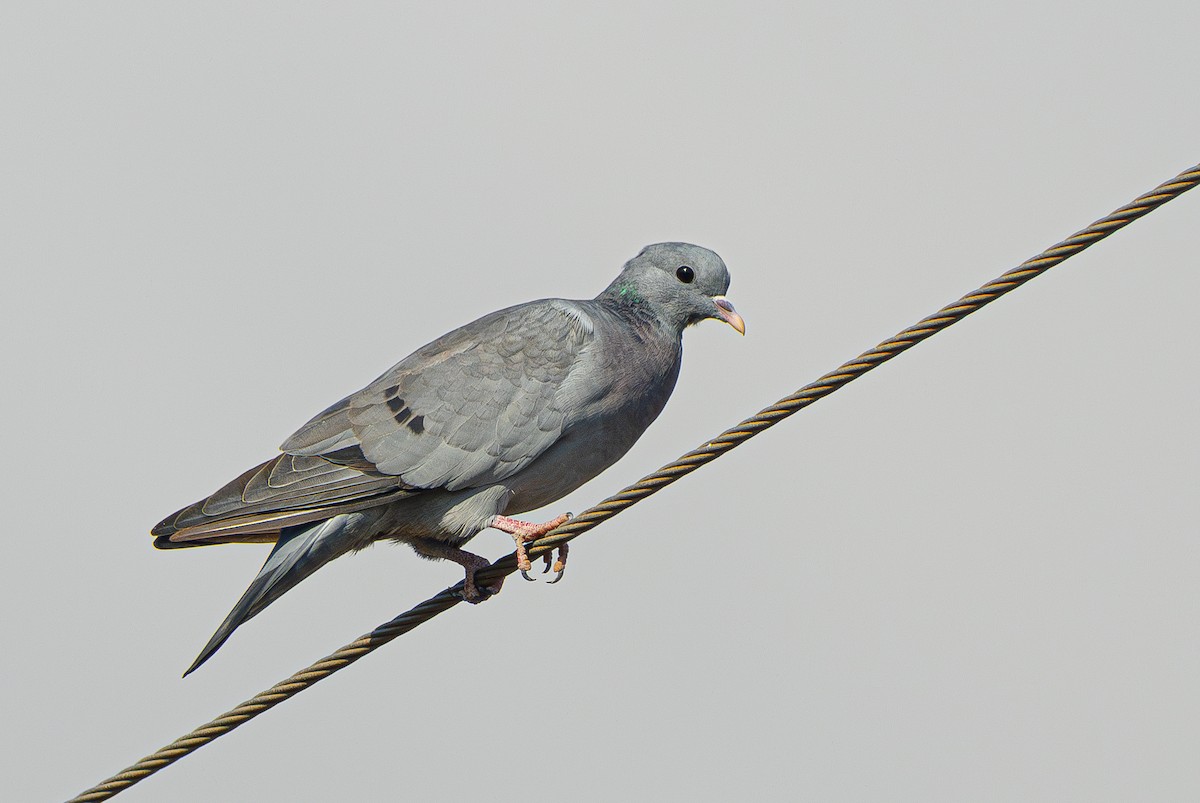 Stock Dove - ML624880991