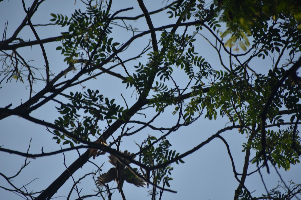 Indian/Oriental Cuckooshrike - ML624881029