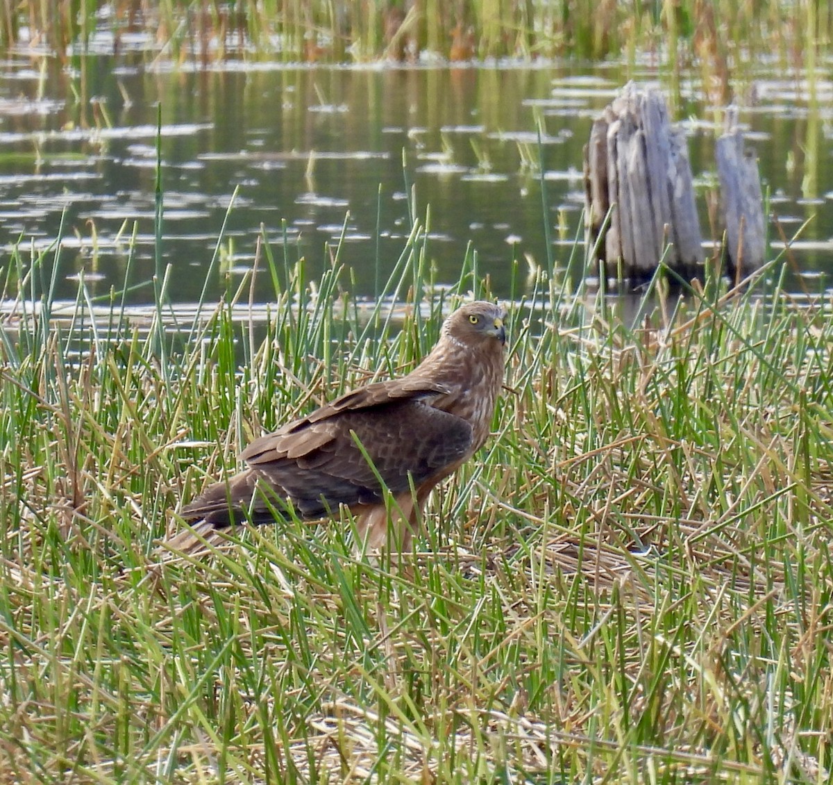 Swamp Harrier - ML624881033