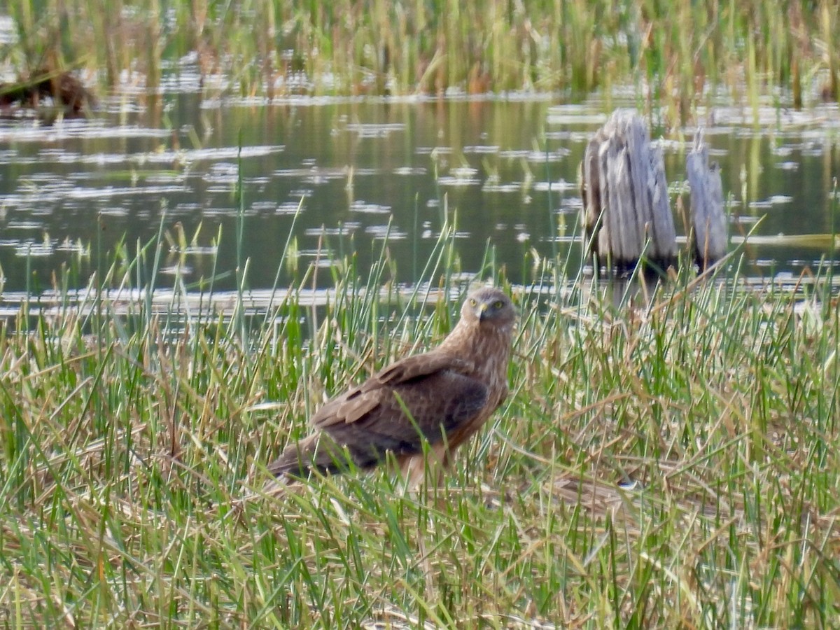 Swamp Harrier - ML624881036
