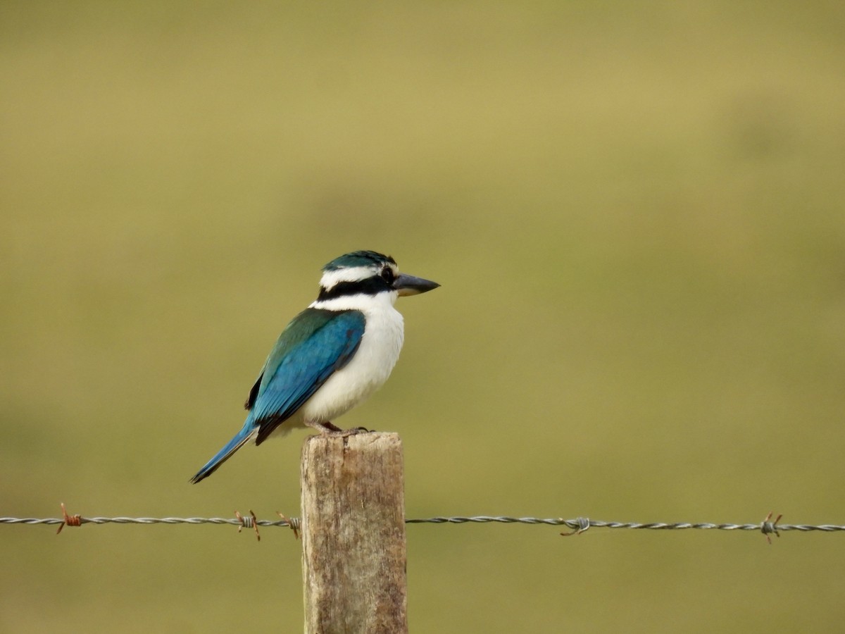 Pacific Kingfisher - ML624881054