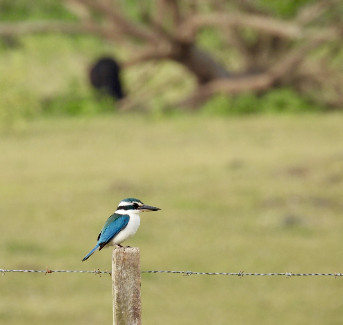 Pacific Kingfisher - ML624881055