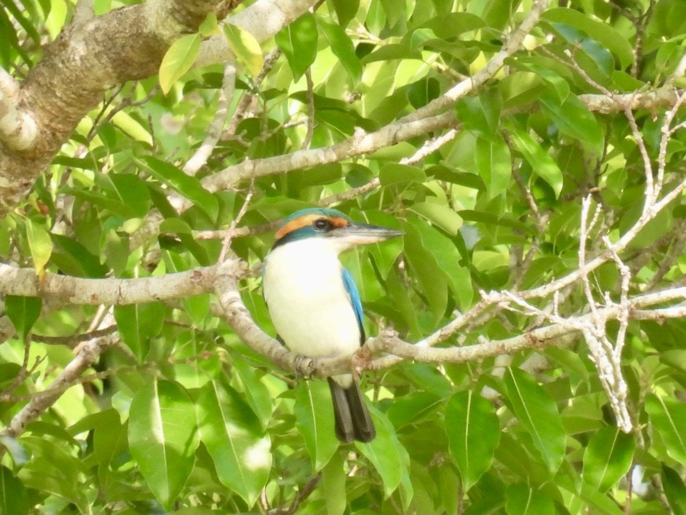 Pacific Kingfisher - ML624881056