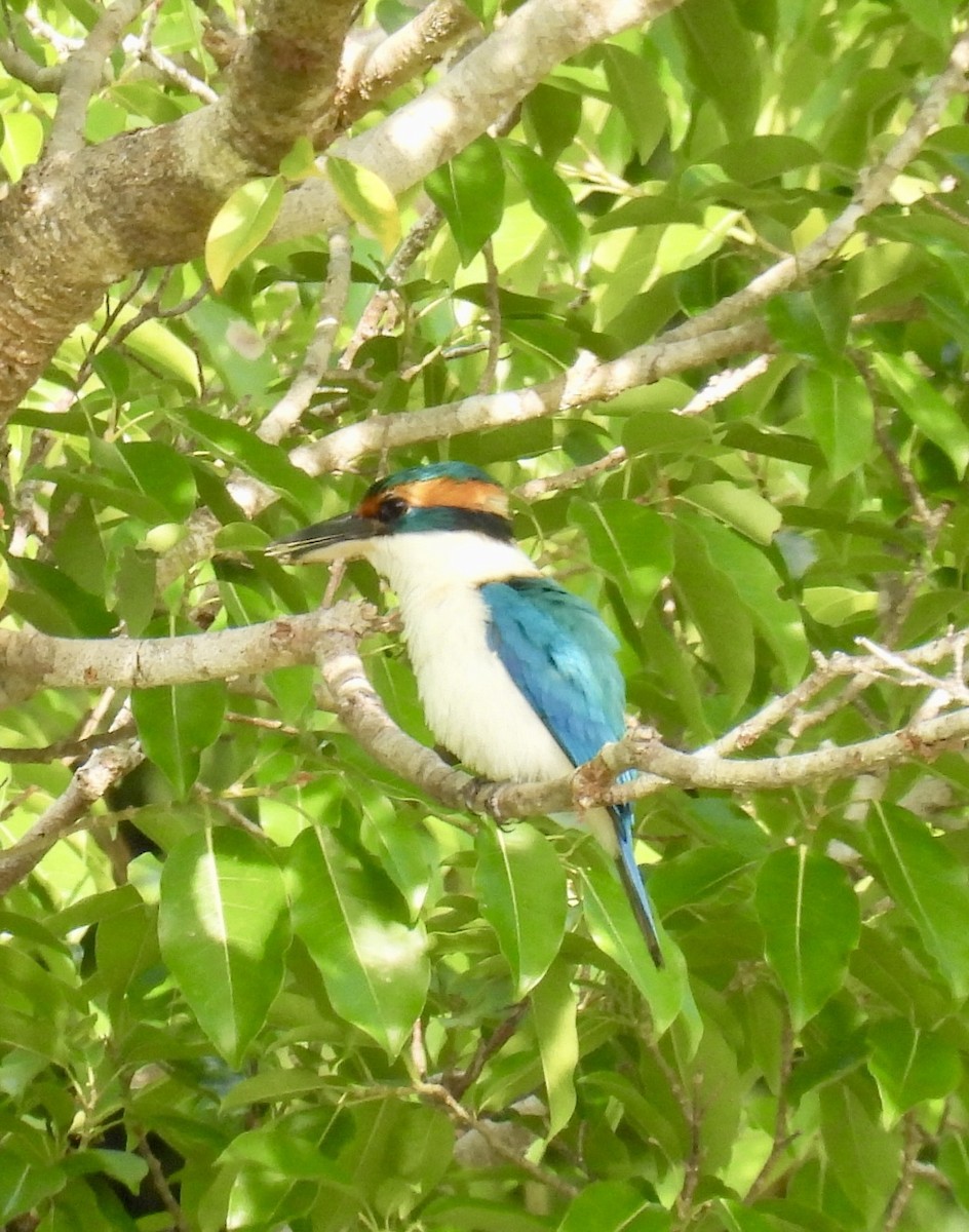 Pacific Kingfisher - ML624881058