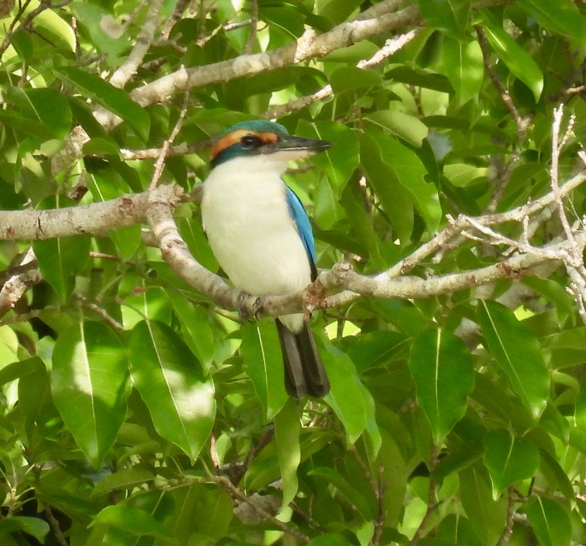 Pacific Kingfisher - ML624881059