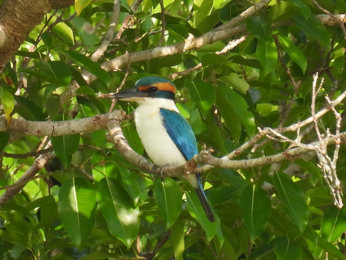 Pacific Kingfisher - ML624881060