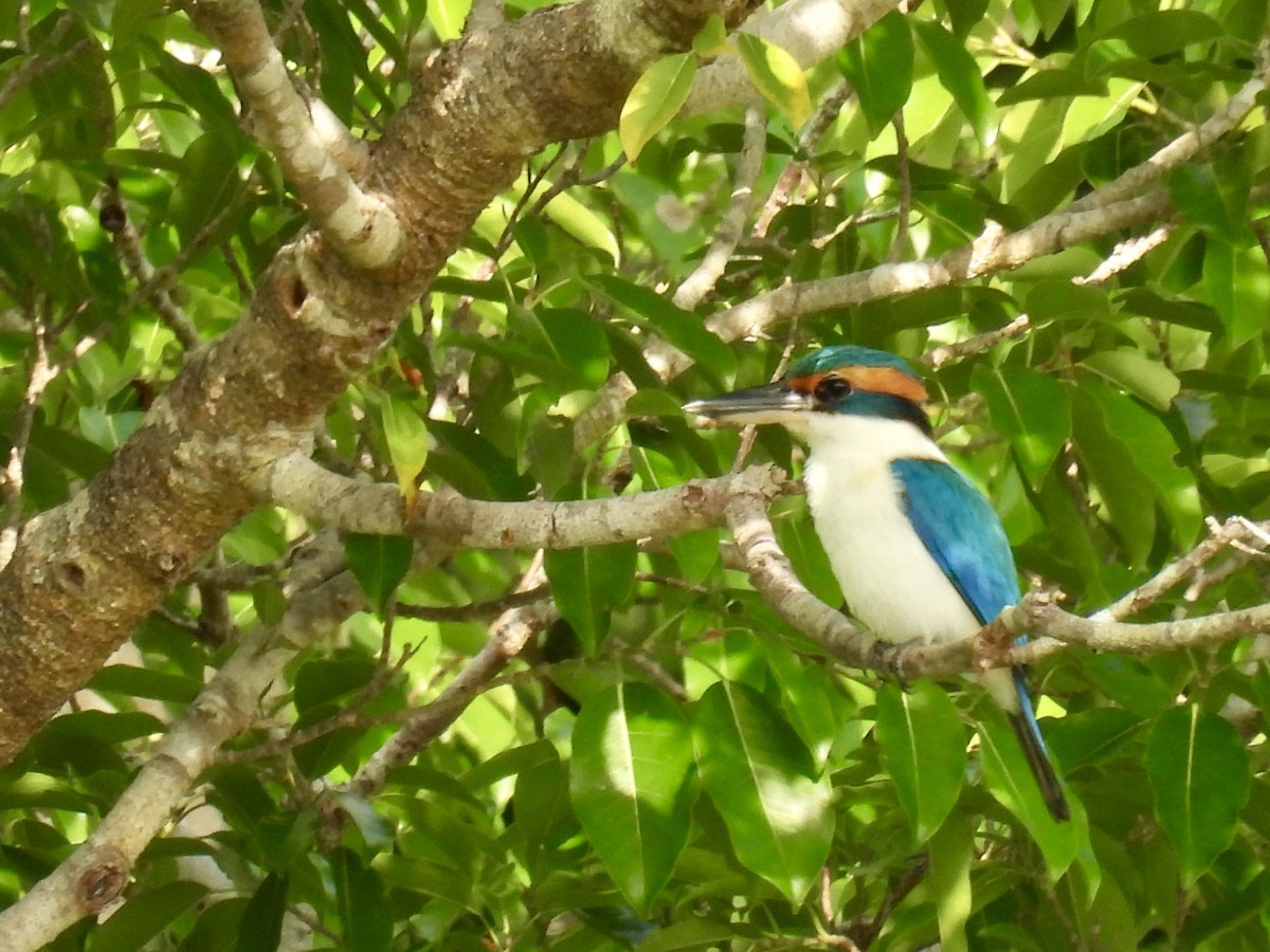 Pacific Kingfisher - ML624881061
