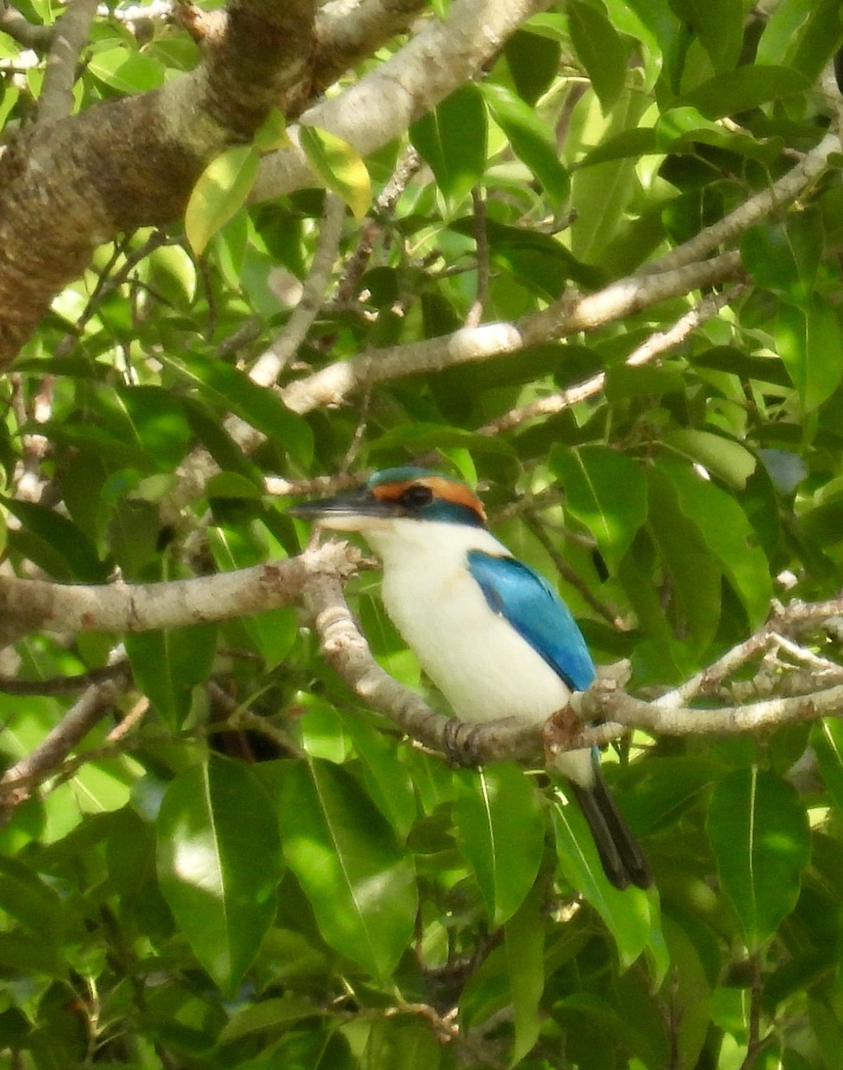 Pacific Kingfisher - ML624881062