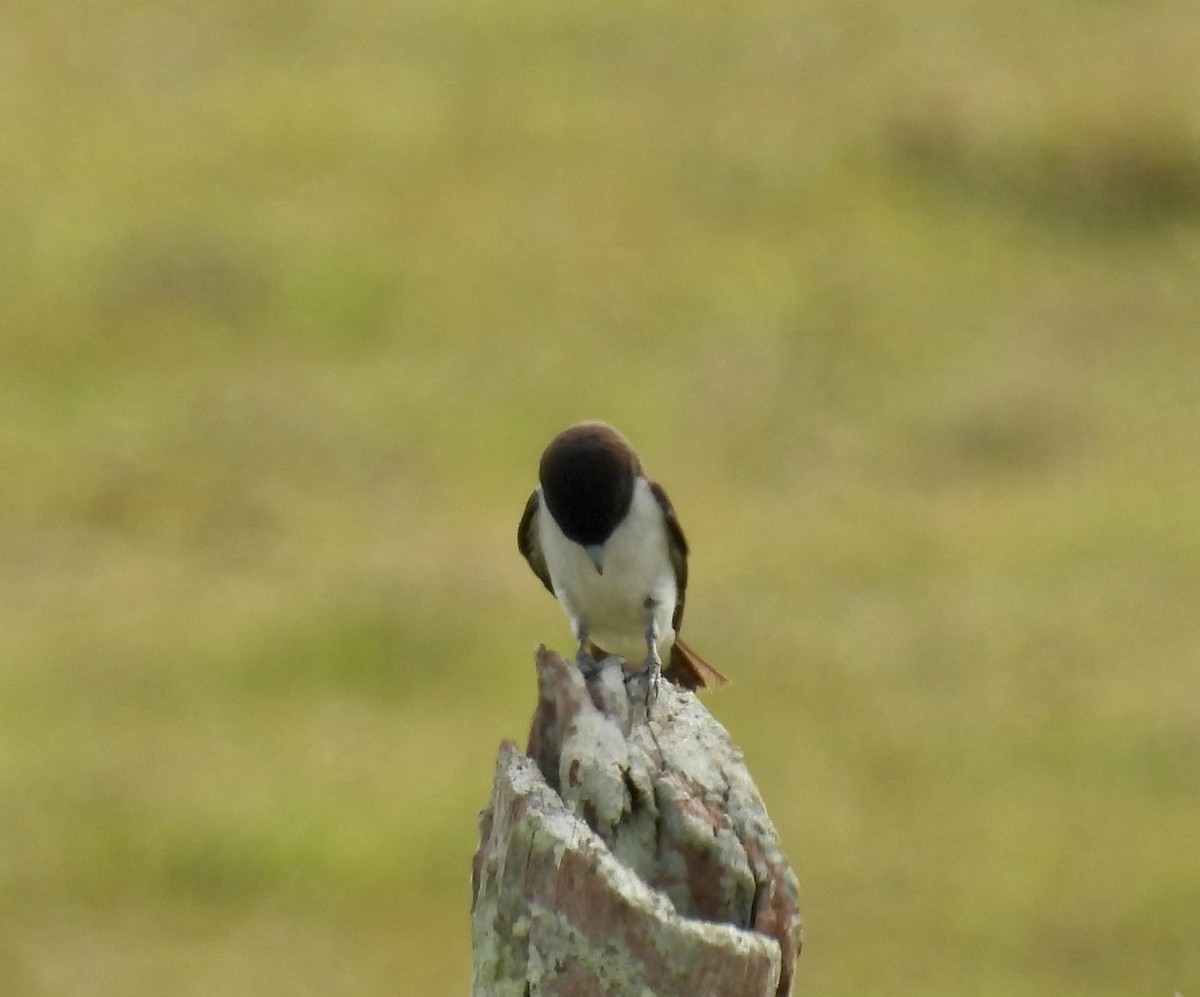 White-breasted Woodswallow - ML624881082