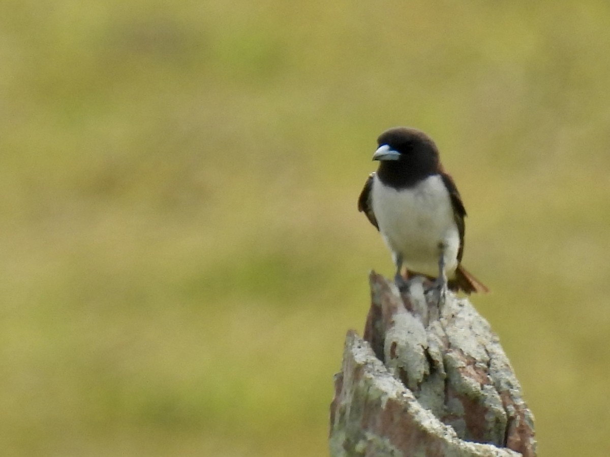 White-breasted Woodswallow - ML624881083
