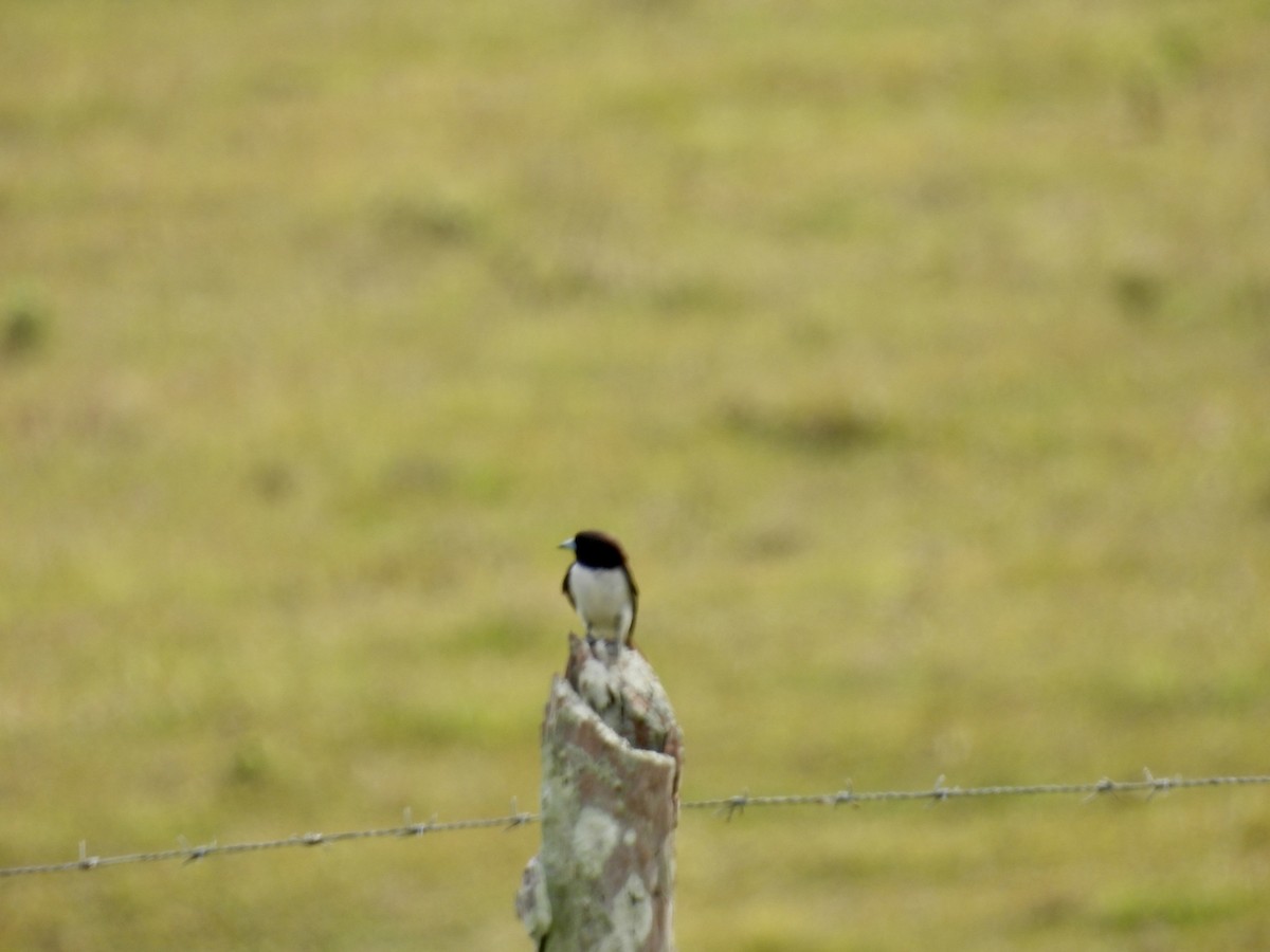 White-breasted Woodswallow - ML624881084