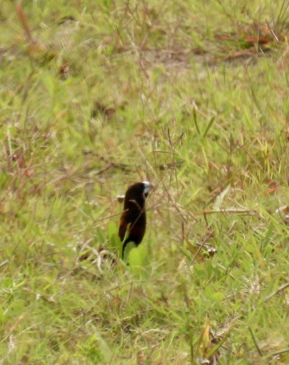 Chestnut Munia - ML624881093
