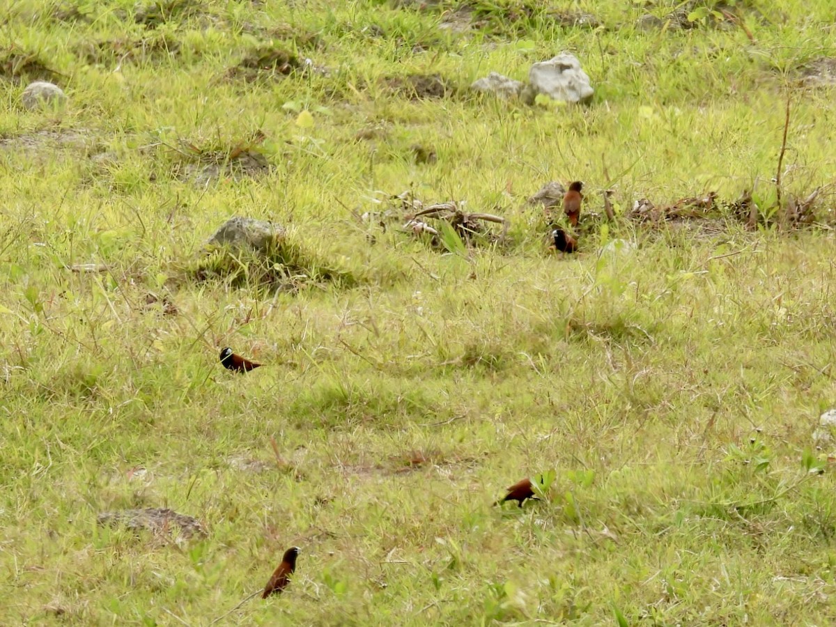 Chestnut Munia - ML624881094