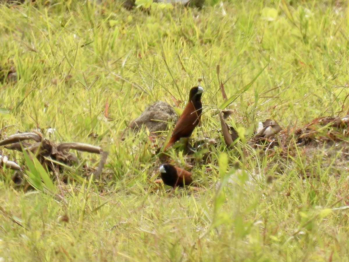Chestnut Munia - ML624881095