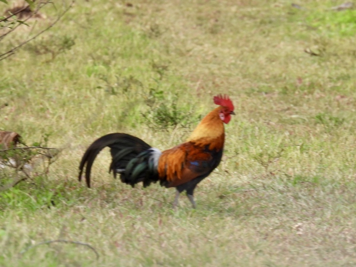 Red Junglefowl - ML624881100