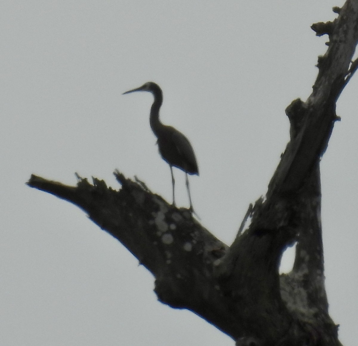 White-faced Heron - ML624881108