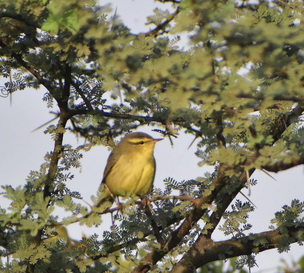 Tickell's Leaf Warbler - akshit dua