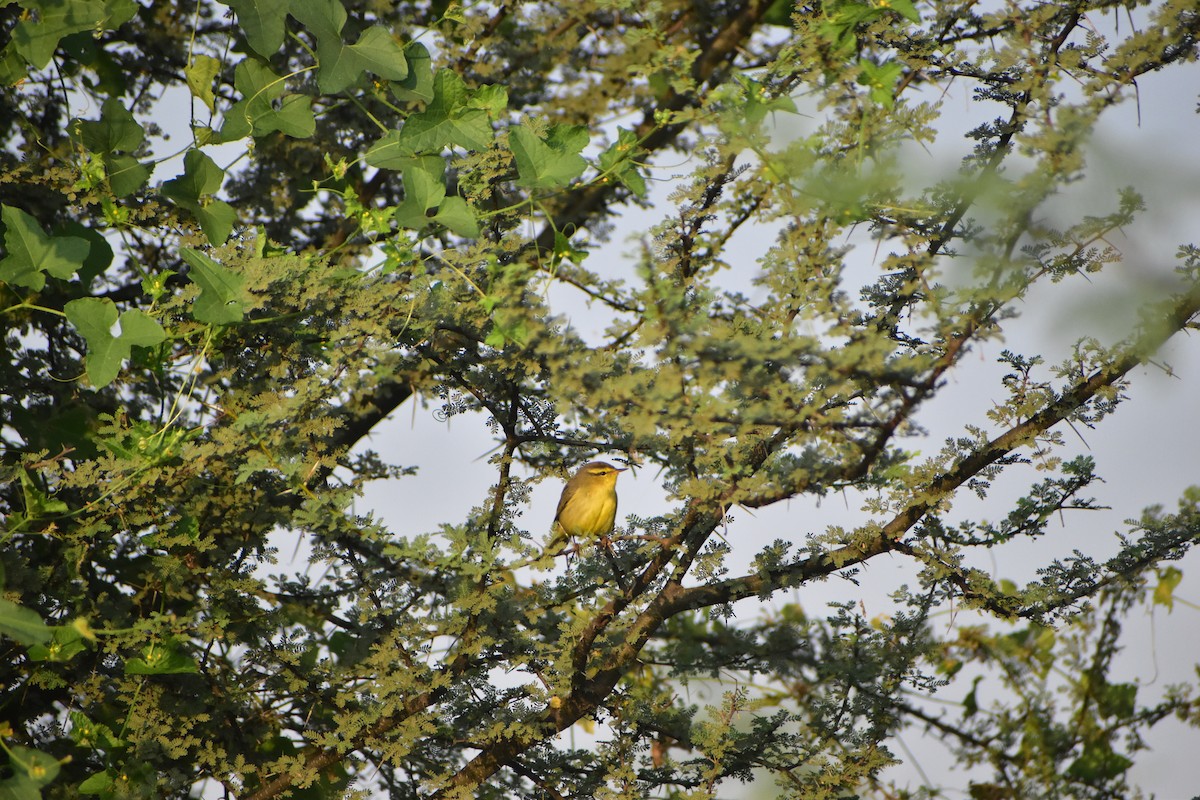 Tickell's Leaf Warbler - akshit dua