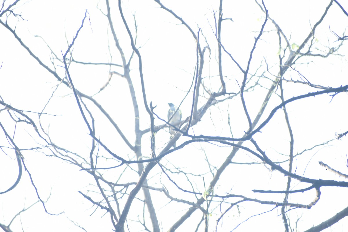 Indian/Oriental Cuckooshrike - ML624881122