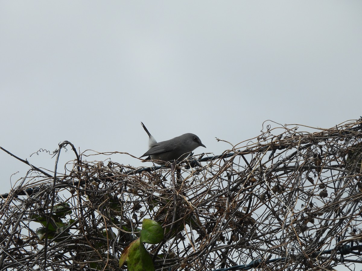 Mauritius Gray White-eye - Adrián Colino Barea