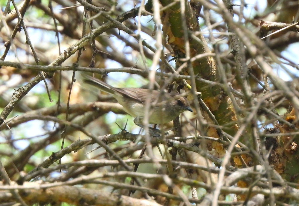 Brown Parisoma - Adrián Colino Barea