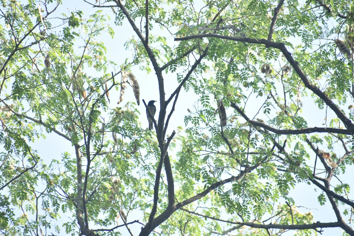 Black-headed Cuckooshrike - ML624881271