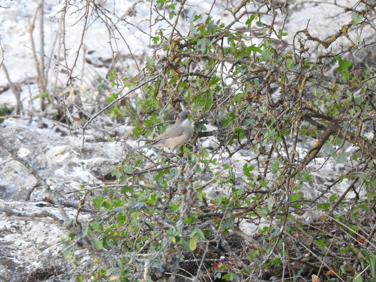 Western Orphean Warbler - ML624881296