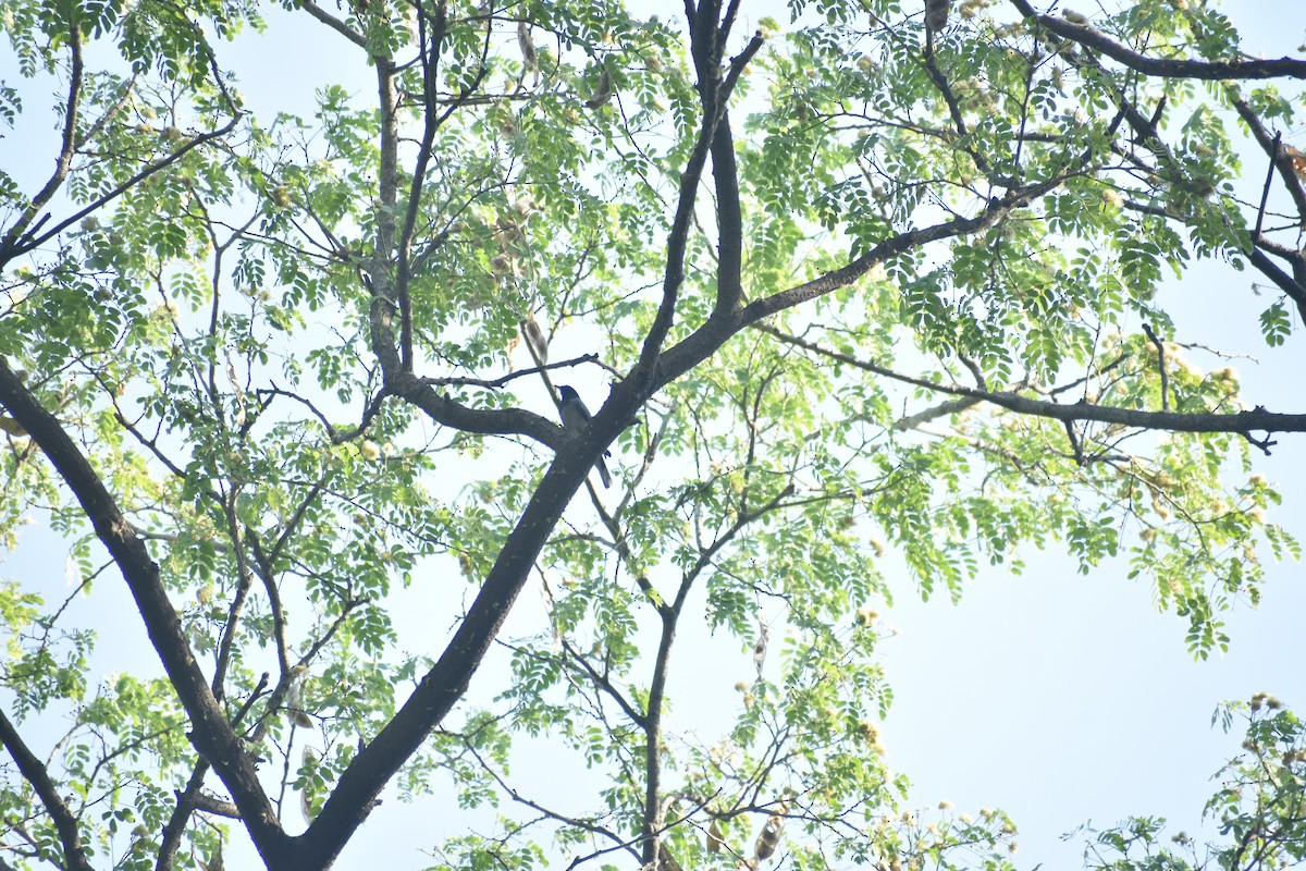 Black-headed Cuckooshrike - ML624881344