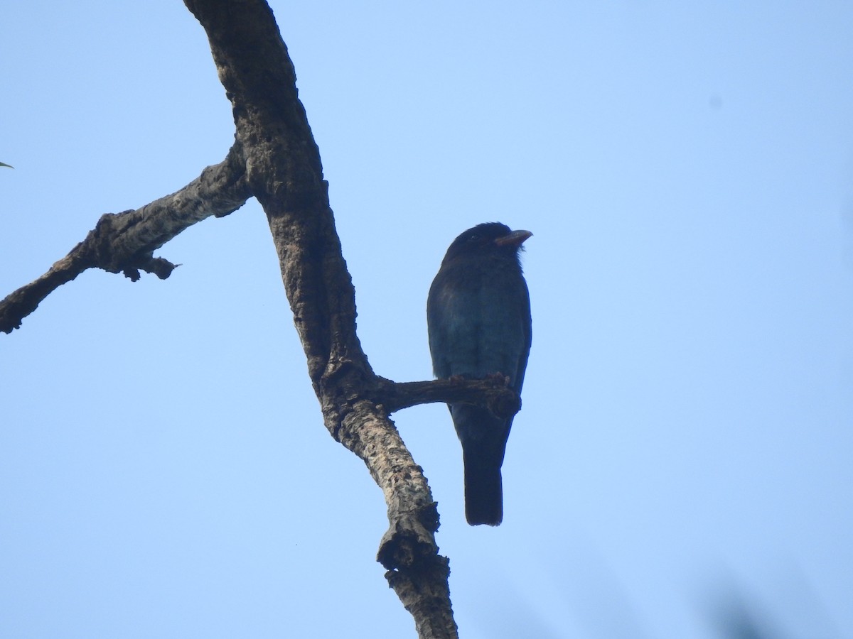Dollarbird - ML624881478