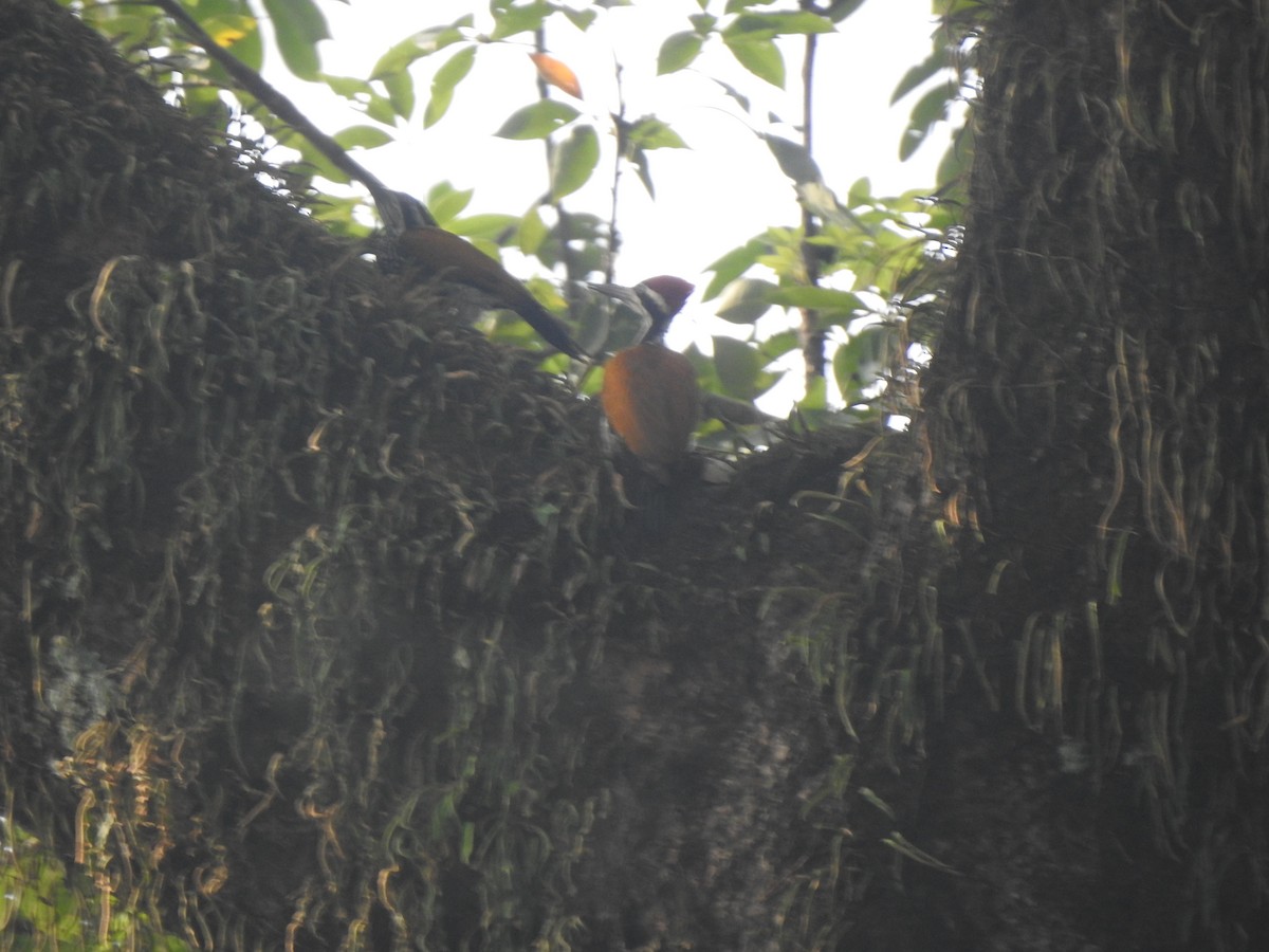 Greater Flameback - ML624881489