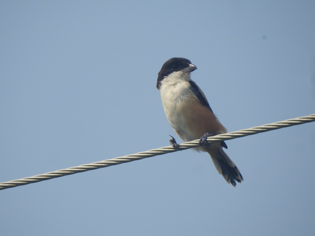 Long-tailed Shrike - ML624881518