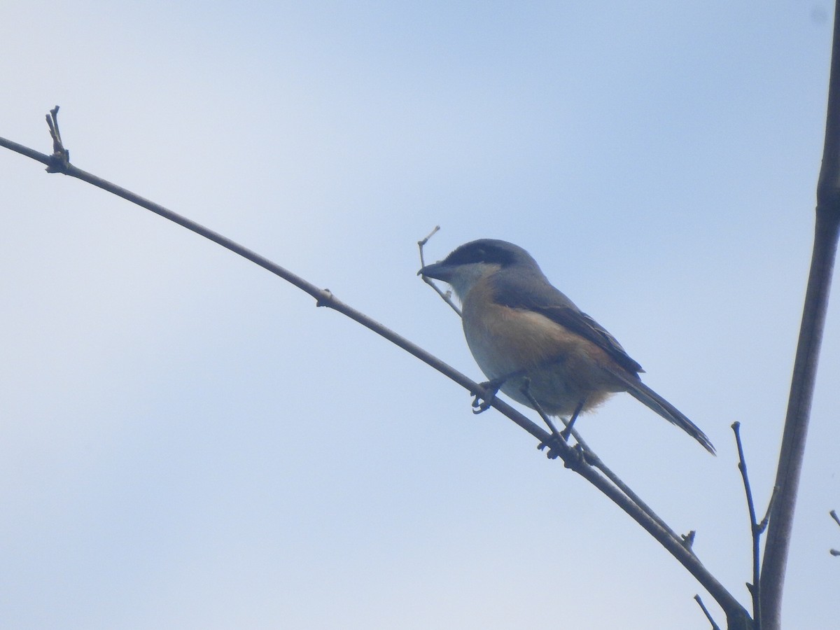 Gray-backed Shrike - ML624881519