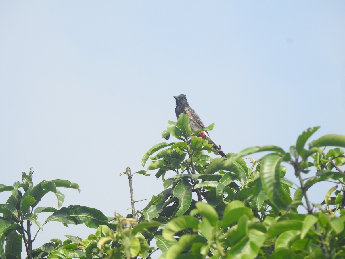 Red-vented Bulbul - ML624881525