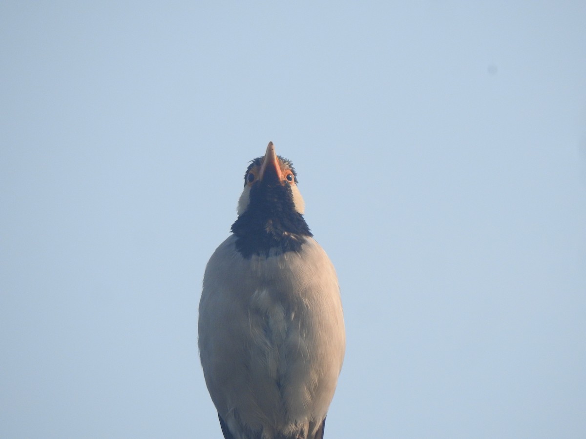 Indian Pied Starling - ML624881534