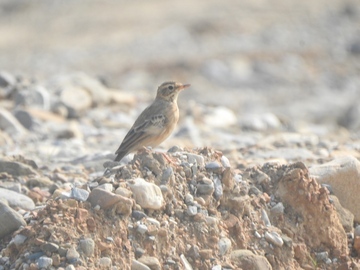 Paddyfield Pipit - ML624881555