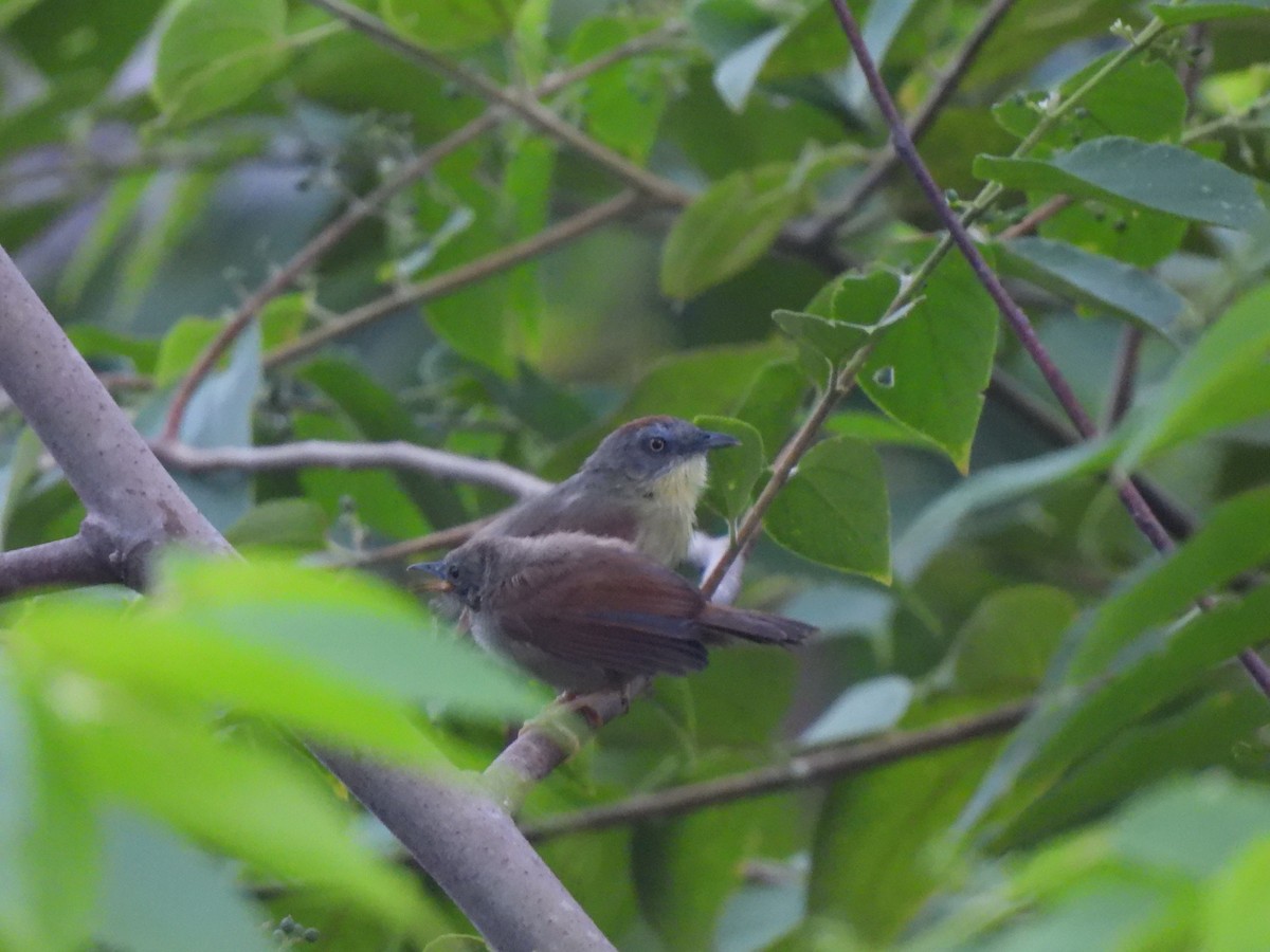 Pin-striped Tit-Babbler (Palawan) - ML624881556