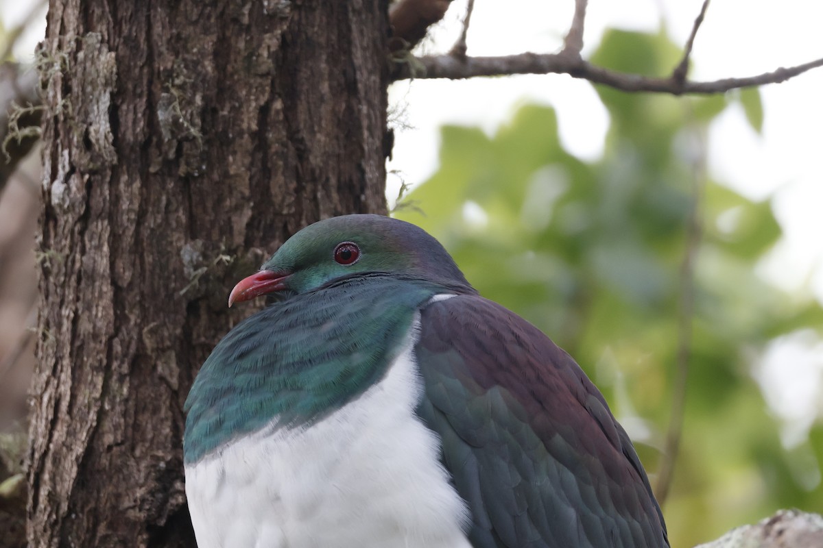 New Zealand Pigeon - Mathieu Soetens