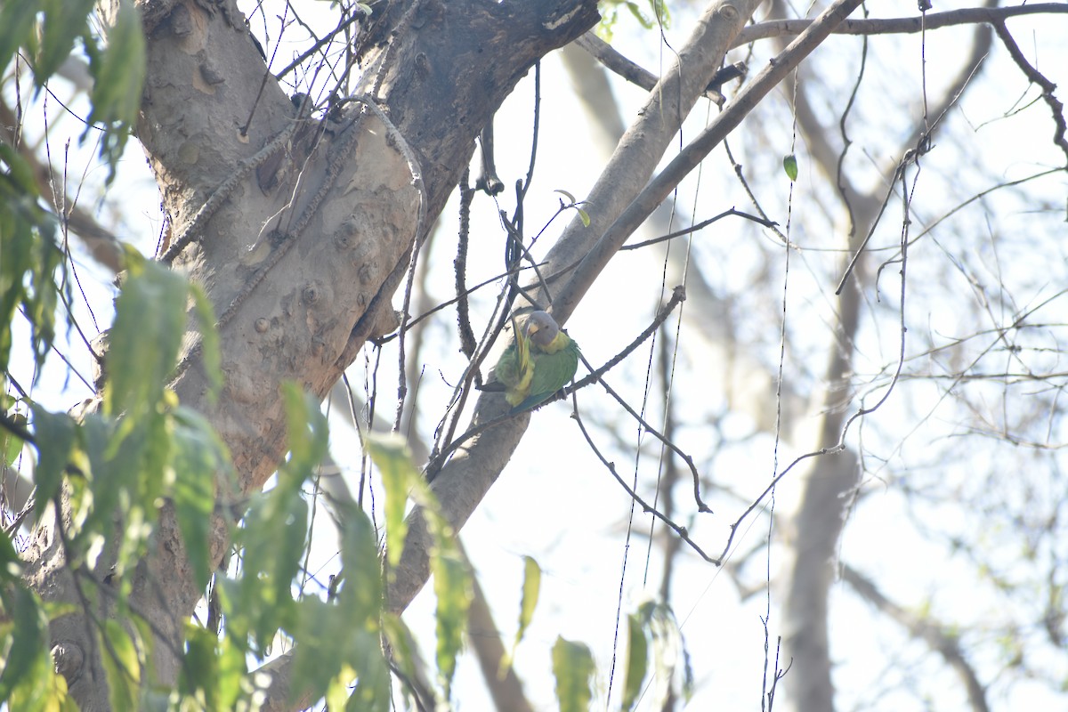 Plum-headed Parakeet - ML624881621