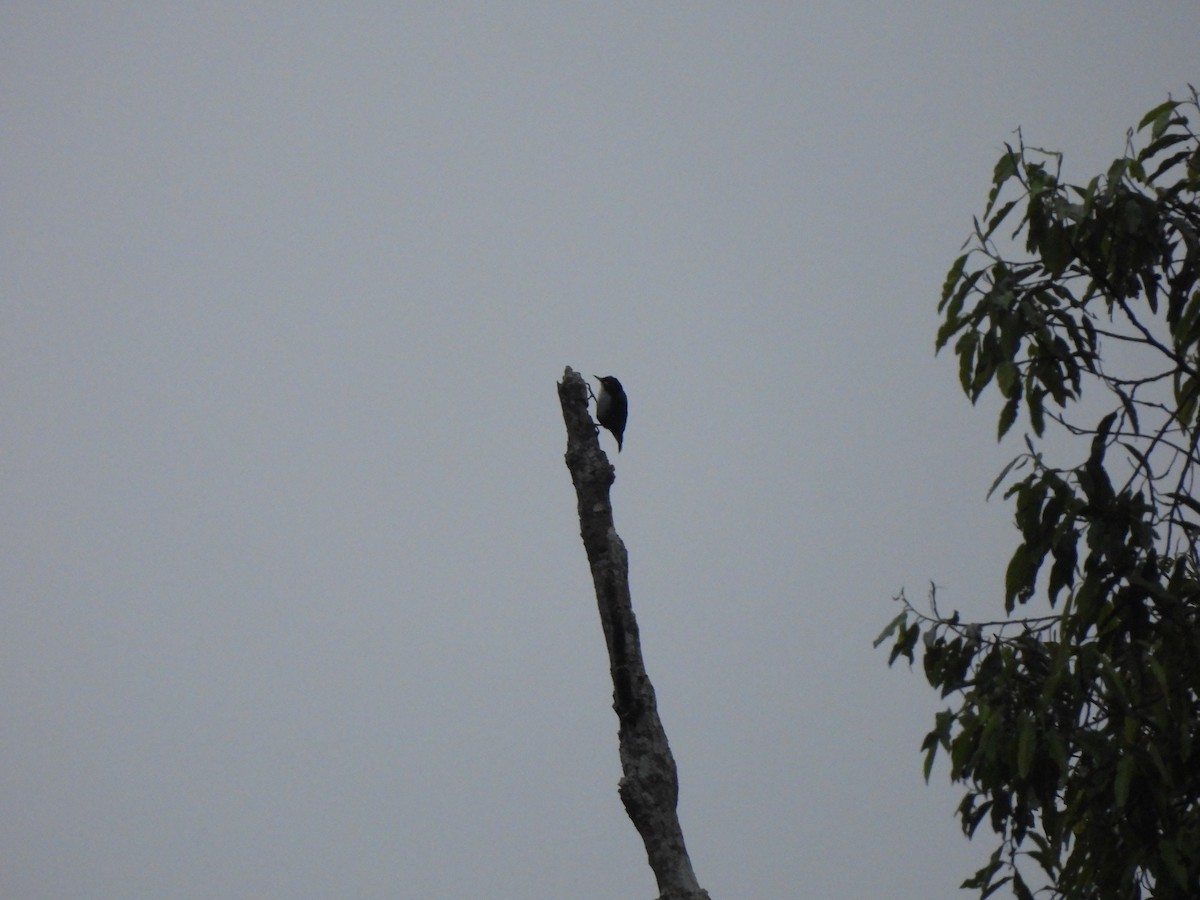 Blue Nuthatch - ML624881710