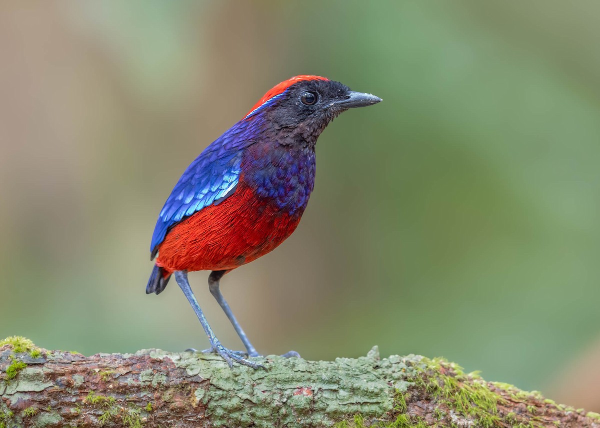 Garnet Pitta - ML624881743