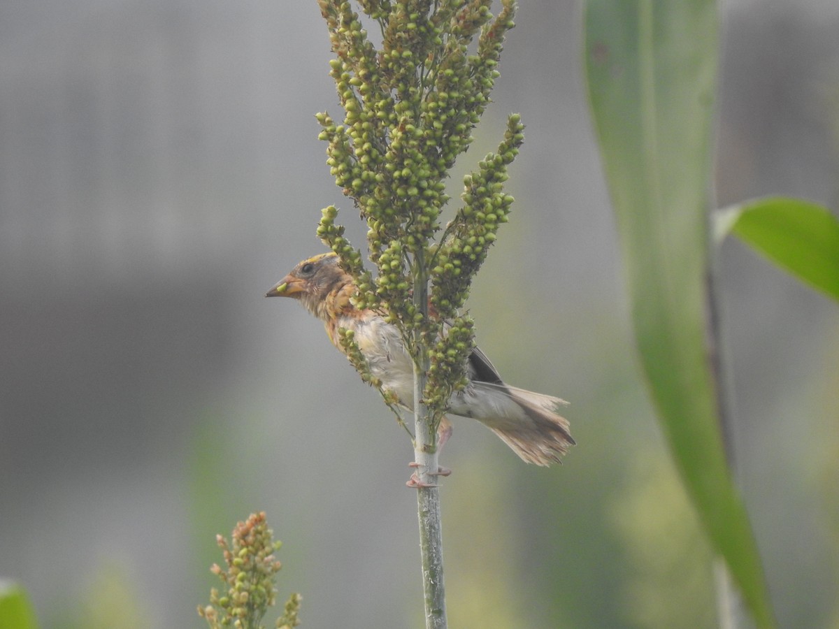 Baya Weaver - ML624881831